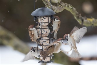 Tree sparrow several birds hanging from feeder pole and flying variously sighted