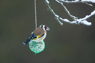 Goldfinch with food in beak sitting on titmouse dumpling looking right