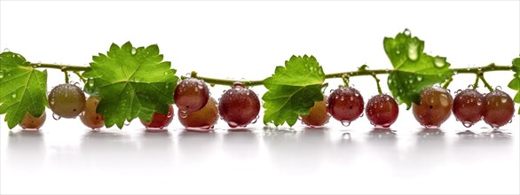 Seamless tileable row of fresh grapes on the vine on a white background
