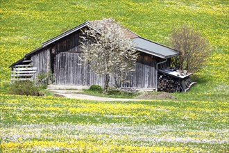 Wooden barn in landscape with flowering common dandelion
