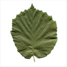Hazel tree leaf