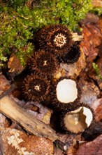 Striped dearling five bowl-shaped dark brown closed fruiting bodies on tree trunk