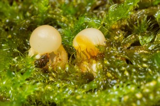 Ball caster two yellow open fruiting bodies next to each other in green moss on rotten tree trunk