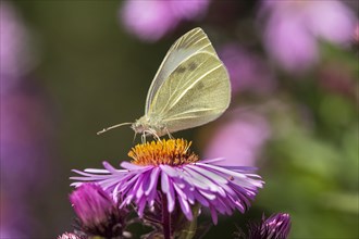 Butterfly Small Cabbage White