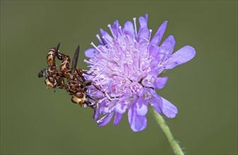 Mating of the common broad-headed blowfly