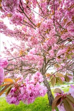 Pink flowering tree in spring