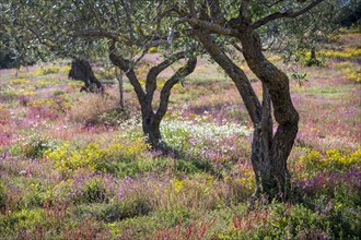 Olive trees in flowering meadow