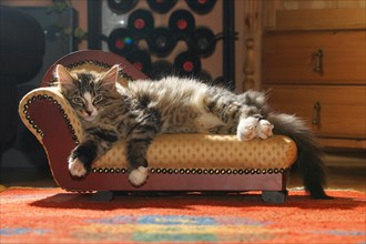 Norwegian Forest felidae