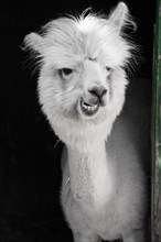 Funny white alpaca chewing in its stall