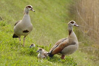 Two Egyptian Geese