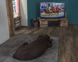 Labrador watching television