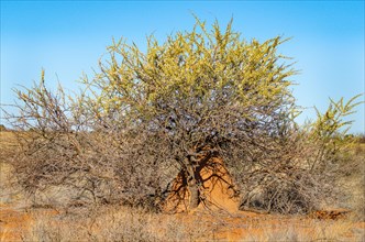 Kalahari