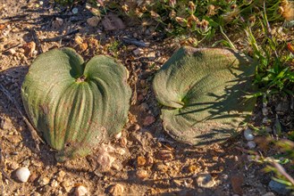 (Eriospermum capense), R364, Pakhuis Pass road, Clamwilliam, Western Cape, South Africa, Africa