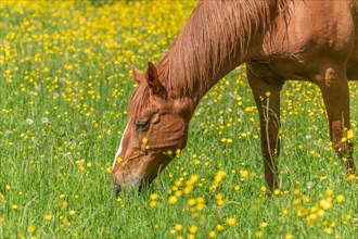 Horses grazing in a green pasture filled with yellow buttercups. Bas-Rhin