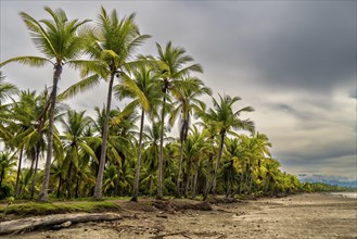 Landscape of palm trees on a fishermen's beach. Dramatic sky