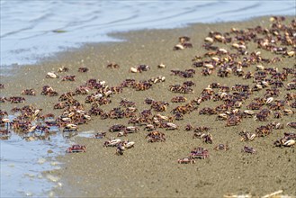 Fiddler crabs on Tanji beach