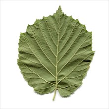 Hazel tree leaf