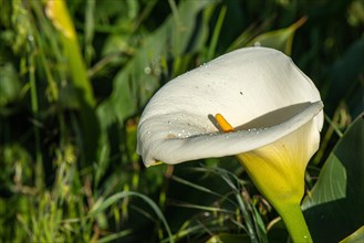 Waylands Reserve