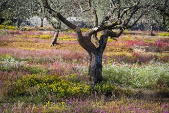 Olive trees in flowering meadow