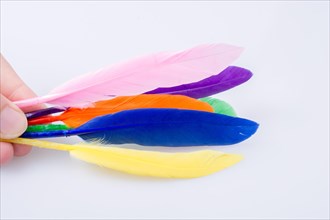 Collection of bright colored decorative feathers in hand