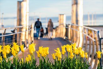 Yellow Tulips and Bridge in Marina