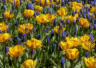 Yellow tulips and blue grape hyacinth in a bed in the park