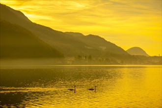 Two Swans on Lake Lugano in Sunset and Mountain in Morcote