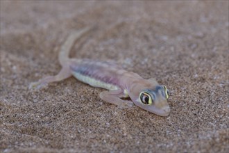 Namib sand gecko