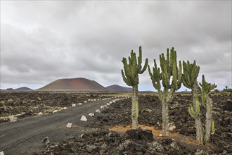 Volcano Colorado with cacti near Timanfaya National Park
