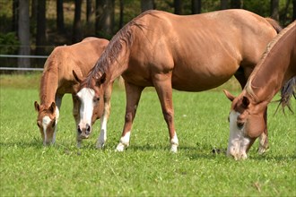 Broodmares and foals of the Western breed American Quarter Horse on pasture