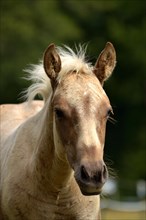 Foal of the Western horse breed American Quarter Horse in the pasture