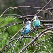 Two blue budgies