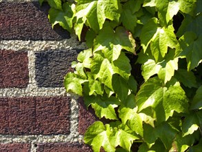 Close up of ivy and brick