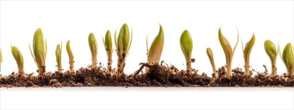 Seamless tileable cross section row of budding sprouts of new growth out of soil on a white background