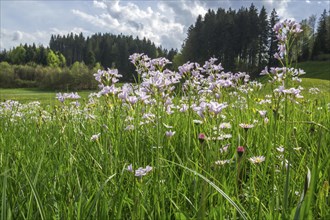 Flowering meadow foamwort