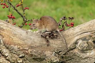 Norway rat with food in mouth standing on tree trunk with red berries looking left