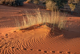 Kalahari