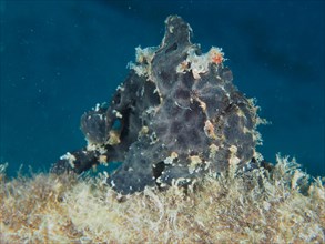 Black Giant Frogfish