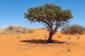 Kalahari