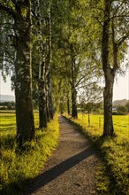 Path with birch avenue