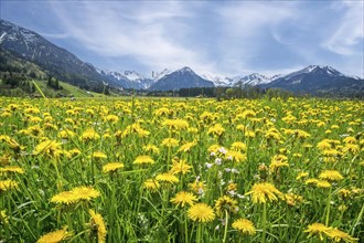 Landscape with flowering dandelion