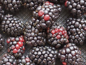 Blackberry fruit food