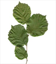 Hazel tree leaf