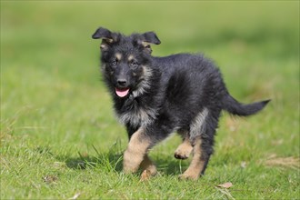 German shepherd domestic dog