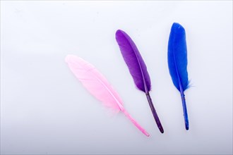 Collection of colored decorative feathers placed on white background