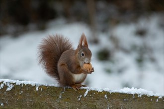 Squirrel holding nut in hands sitting on back of wooden bench with snow looking right