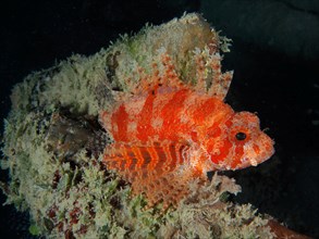 Red Sea Dwarf Lionfish