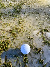 Golf Ball on Fairway Grass with Ice and Sunlight in Lugano