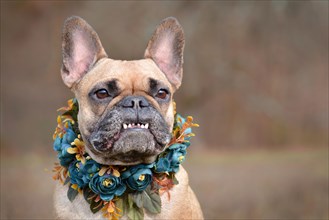 Beautiful portrait of a female brown French Bulldog dog showing smile with overbite wearing a selfmade blue floral collar in front of blurry background