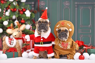 Pair of French Bulldog dogs wearing funny Christmas costumes dressed up as Santa Claus and gingerbread man in front of Christmas tree